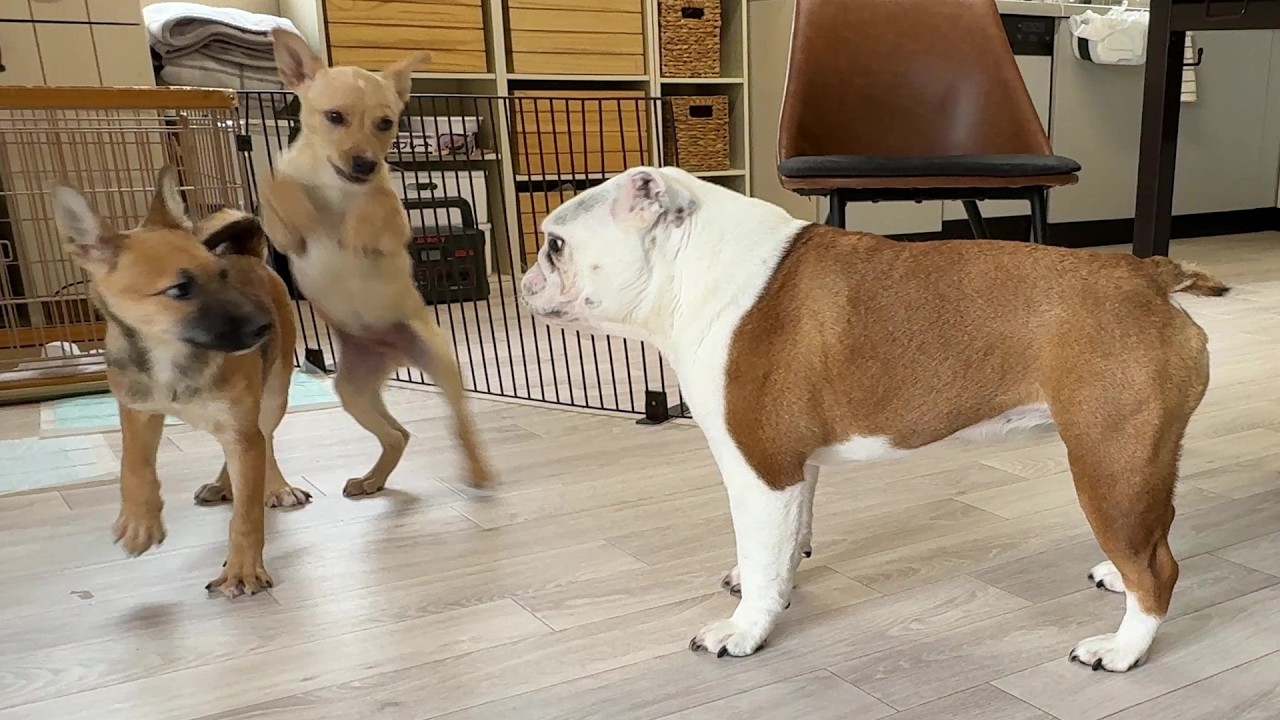 生後2ヶ月の子犬を手懐ける「まるこお姉ちゃんの一喝」が凄い！