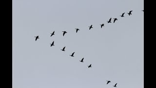birds flying formation south species kind