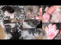 April 30th 2026 Cutie and Her Kittens Day 6