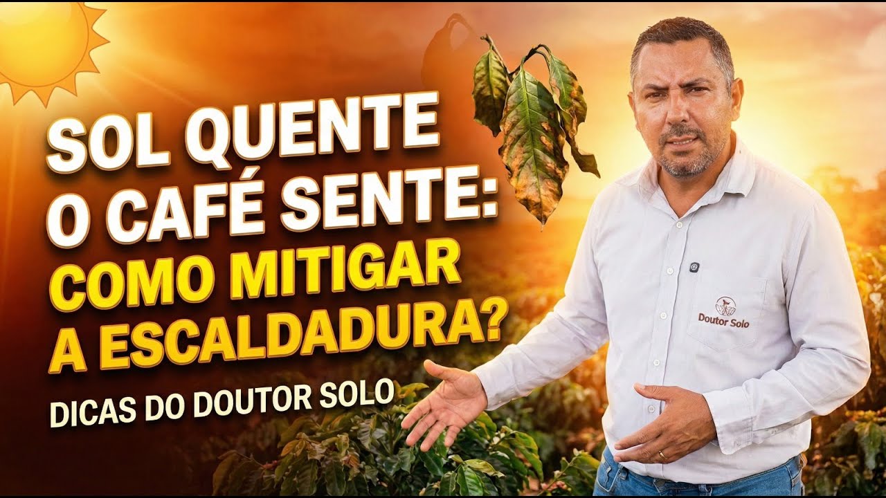 Sol Quente o Café Sente: como mitigar a escaldadura?
