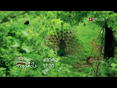 „ფერმა“ - 29 სექტემბერს, 17:30