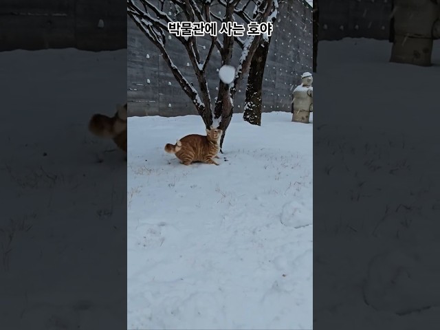고양이 눈싸움 놀이