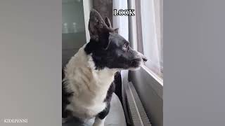 Funny Dogs and Cats Video 2024 😅 Best Funniest Animal Planet Videos of this Month of June