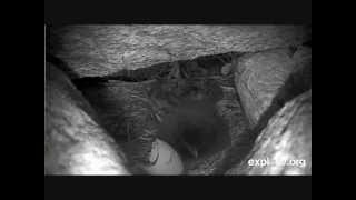 Baby Puffin get's breakfast of baby sand eel's or fish  July 01, 2014