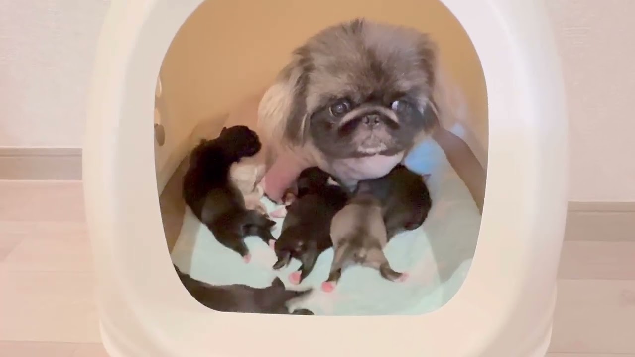 【ペキニーズ】【5点まとめ】 ペキニーズ 五匹のカワイイ赤ちゃんが生まれました。（男2女3） - YouTube