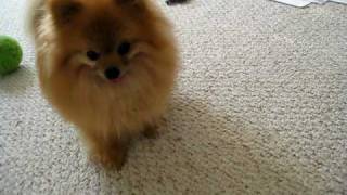 pomeranian tricks 'cha cha'