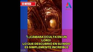 🚨 ¡LO QUE EL OJO HUMANO NO VE! Loro con una GoPro graba el interior de un nido secreto