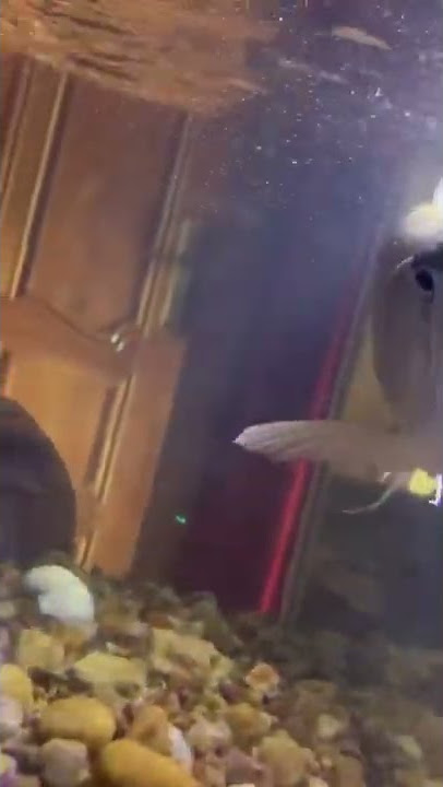 Arowana feeding
