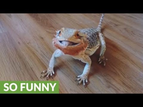 Bearded dragon goes crazy for blueberries