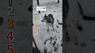 Ranking Best Snow Husky Moments