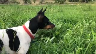 American Rat Terrier or Decker Giant. Country of origin: United States.