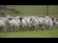 The Western Australian Sheep Industry | Department of Agriculture and Food WA