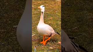 ટ્રેન્ટિંગ કોમેડી વિડિયો #trending #funny #viral #timelessvideo