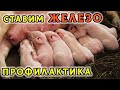 На 3 день обязательно ставим поросятам железо. Как я делаю и для чего? Профилактика анемии у поросят