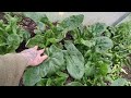 visite du tunnel n°2 en fin mars ( semis, récolte, préparation tomates )