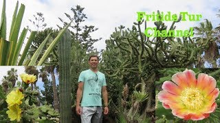 Blooming Giant Cactus - Travel To Tenerife Canary Islands