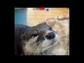 カワウソ6つ子ライブ🦦🦦🦦🦦🦦🦦※あさちゃんお休み