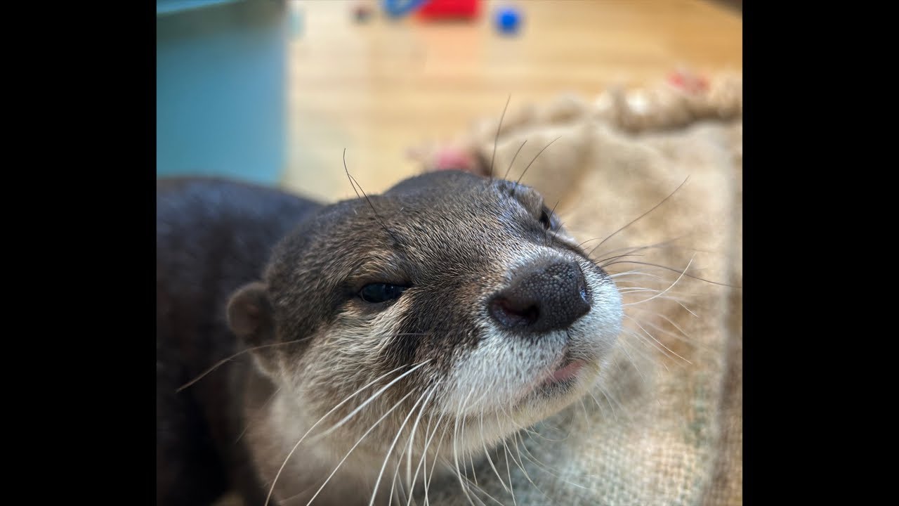 Otter sextuplets live show 🦦🦦🦦🦦🦦🦦 *Asa-chan is absent - YouTube