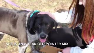 ADOPTED - Meet Izzy - Cedar Valley Humane Society