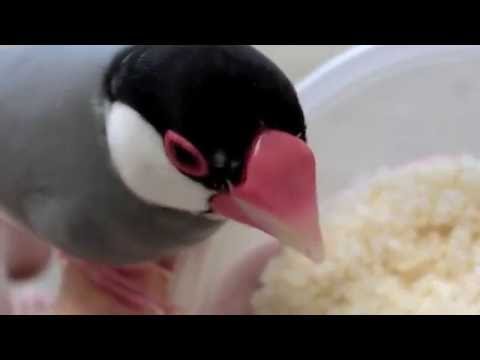 さえずる！お米最高！鶏みたいにおコメを突く桜文鳥ほーちゃん 文鳥動画 Java sparrow