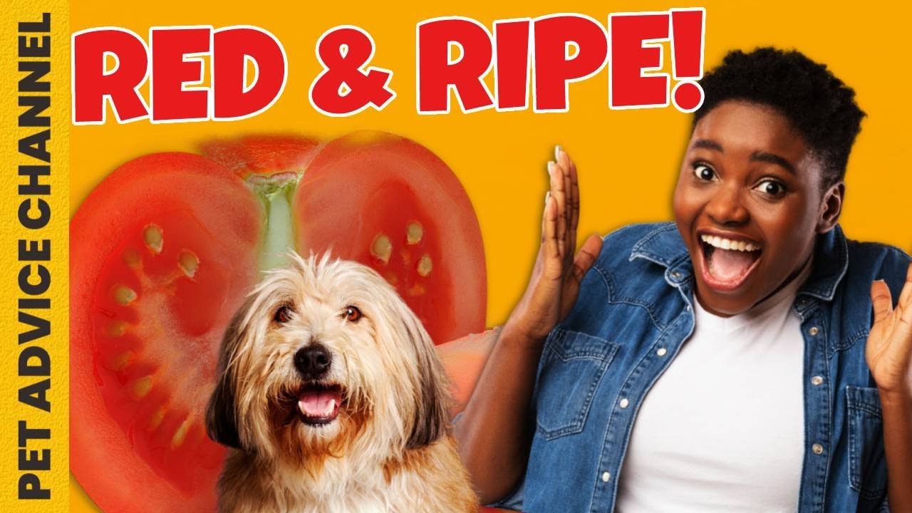 Can dogs eat tomatos - 5 things to know