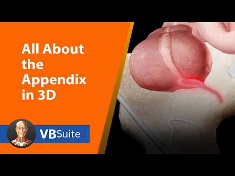 All About the Appendix in 3D with Visible Body