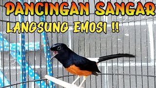 PANCINGAN MURAI BATU GACOR ISIAN, SEKALI DENGAR AMPUH BIKIN MURAI DIAM JADI EMOSI MUDAH KONSLET