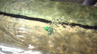 Dahlberg Diver Frog von River2Sea bei Angel Ussat / FISCH & ANGEL 2015 screenshot 2