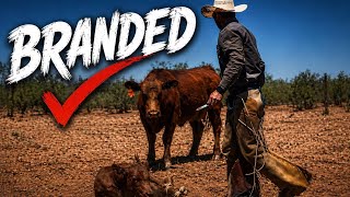 Solo Branding Day...Roping & Branding the Calves We Missed