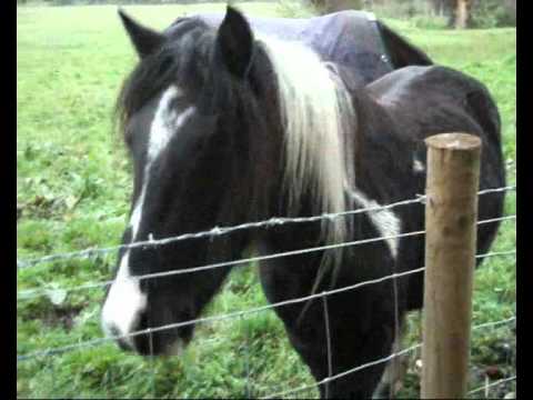 horseshoe bend 9 months! a scared lil pony to being a broken friendly one :)