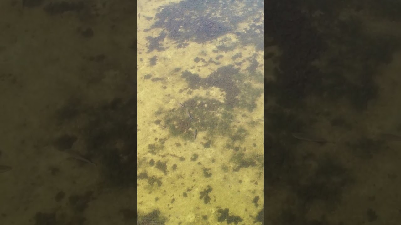 A Fisherman's Dream ☁️