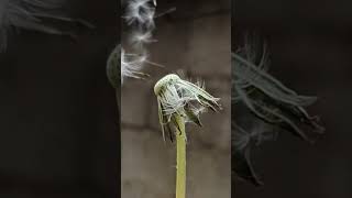 Blowing Dandelion Seeds