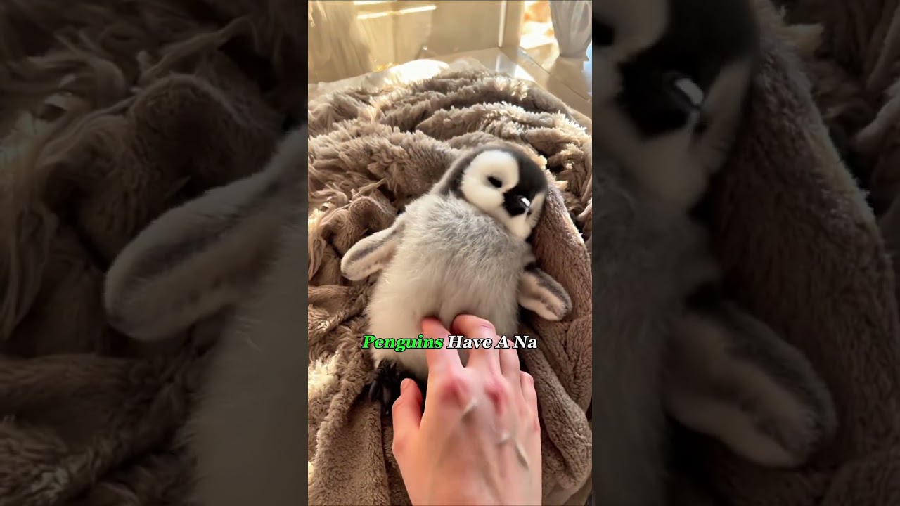 If you’re an American, never touch a penguin in Antarctica.