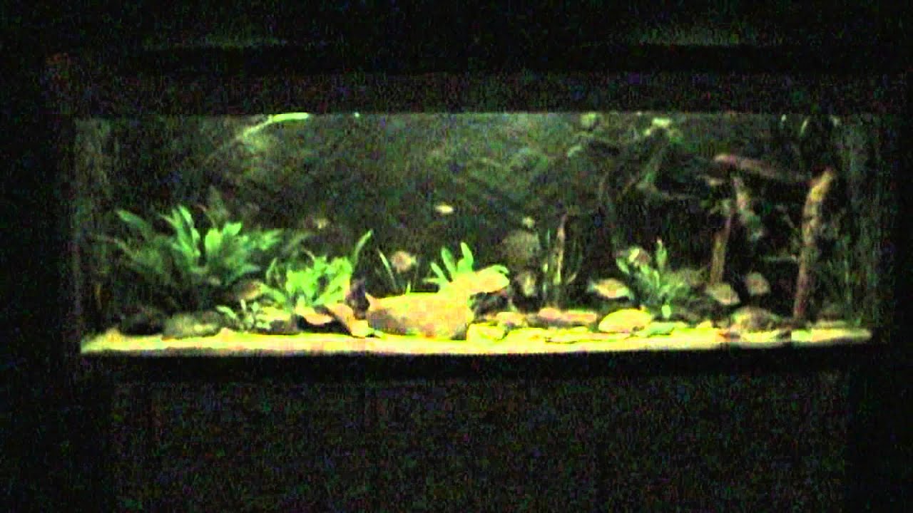 South America Biotope.mp4