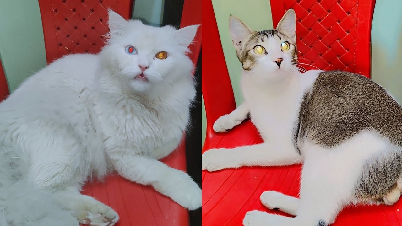 Peaceful Cat Moments 🐱💤 | Relaxing Cat Video