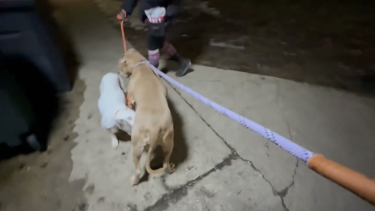 Caelan & Snowangel leash test