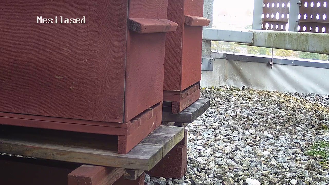 Kasutaja GOSPA Georg Ots Spa hotel otseülekanne