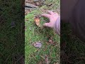 ตบเห็ดโชว์ ปีนี้ใครอยากมาเก็บเห็ดด้วยบอกนะคะ #เห็ดผึ้งหวาน #mushroom #เยอรมัน #nature
