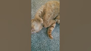 when the catnip hits!#shorts