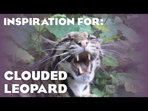 8 Real Clouded Leopard Habitats! (Planet Zoo Inspiration)