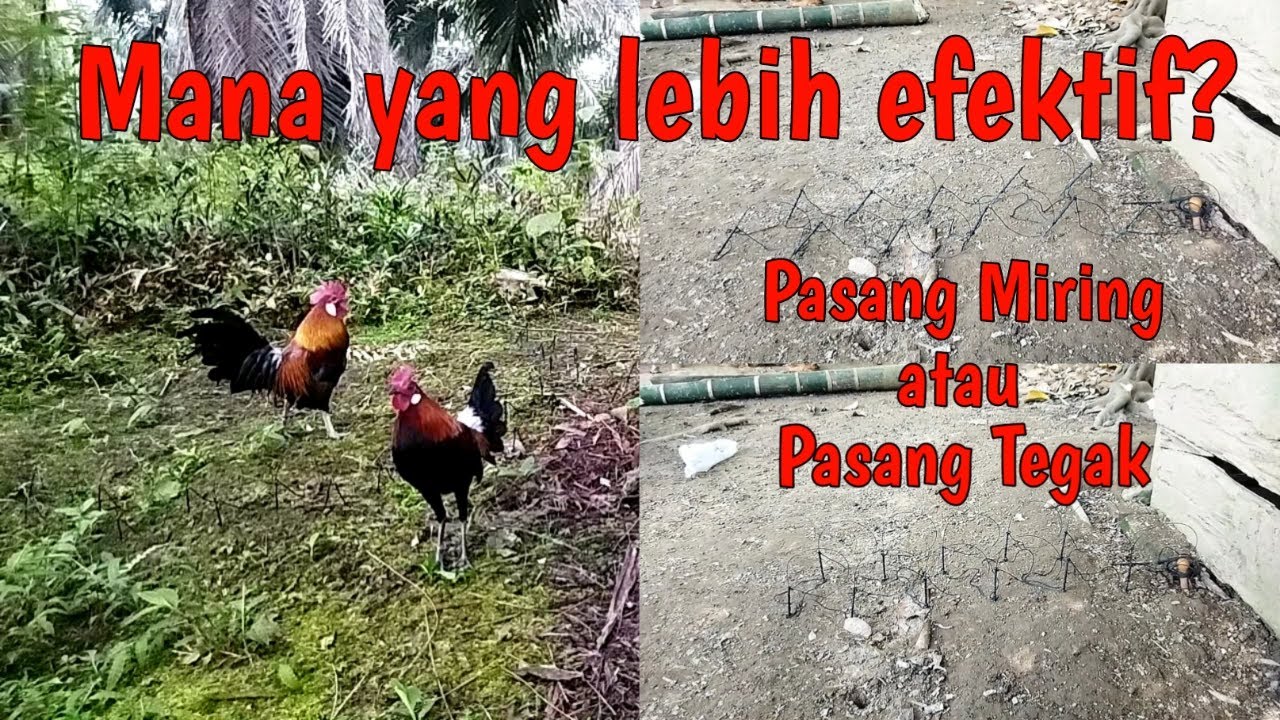 Uji Coba! Cara Pasang Racik Tabur! Mana yang lebih Efektif?