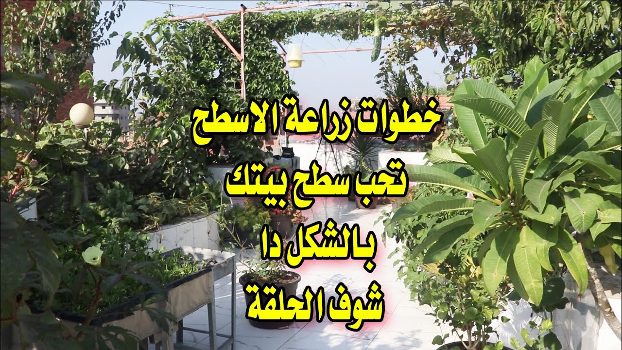 خليك معايا هاعلمك تزرع سطح بيتك بنفسك وتاكل من زرع ايديك خضار وفاكهة ...