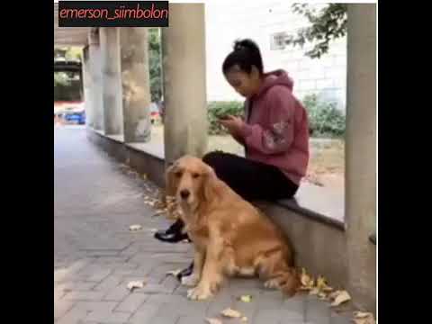Anjing baik suka menolong orang tanpa pamrih