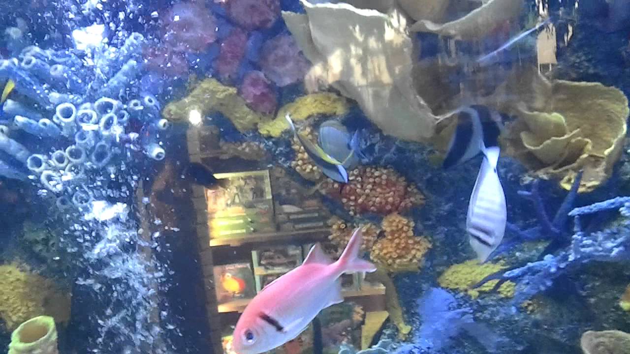 Rainforest Cafe Sawgrass YouTube