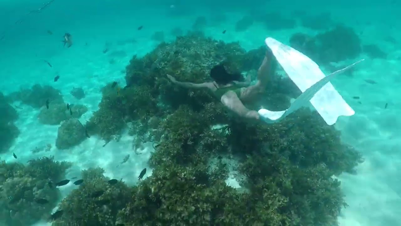 Swimming into a shoal of fish YouTube