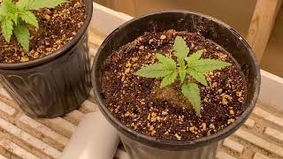 7eastgenetics grow off part 5
