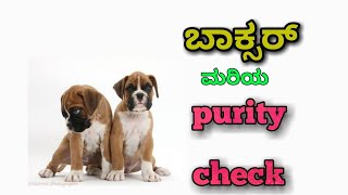 How to check purity of Boxer puppy in kannada