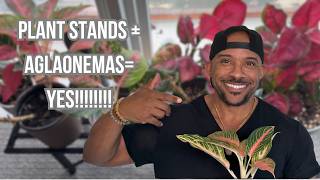Plant Stands Are the PERFECT Way to Display Your Houseplants | Bedroom Plant Tour