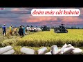 Tổng Hợp Máy Cắt KUBOTA Dc 93 Vs Dc 70 Thu Hoạch Lúa Ở Miền Tây | Rice Harvest In Vietnam