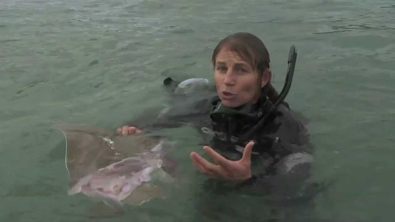 orca research new zealand ingrid